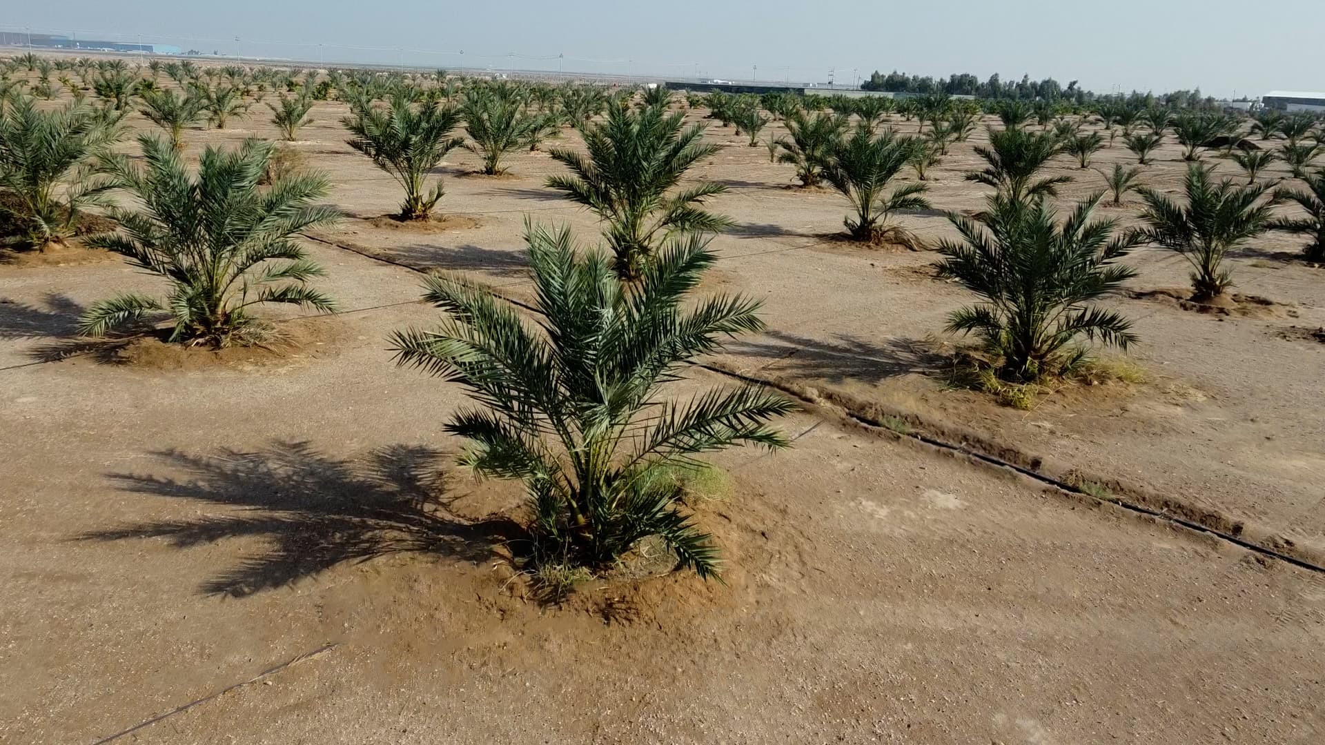 مشروع النخيل والبنى التحتية المتكاملة